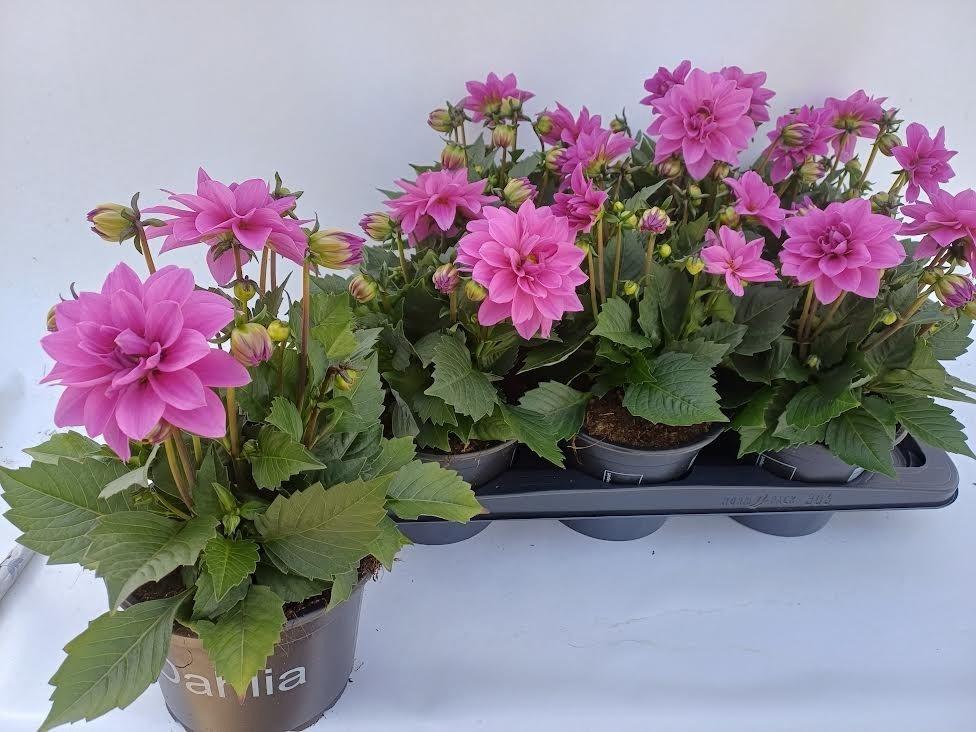 Горшечные цветы и растения оптом Dahl D Temp Pink Bic от 6шт из Голландии с доставкой по России