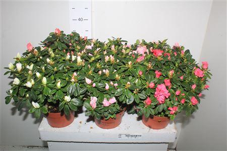 Горшечные цветы и растения оптом Rhodo Si Vogel Gem от 6шт из Голландии с доставкой по России