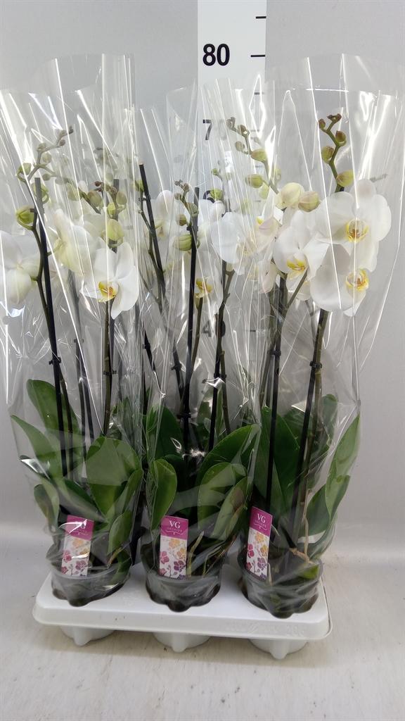 Горшечные цветы и растения оптом Phalaenopsis ...white A от 6шт из Голландии с доставкой по России