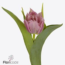 Срезанные цветы оптом Tulipa do salmon price от 50шт из Голландии с доставкой по России