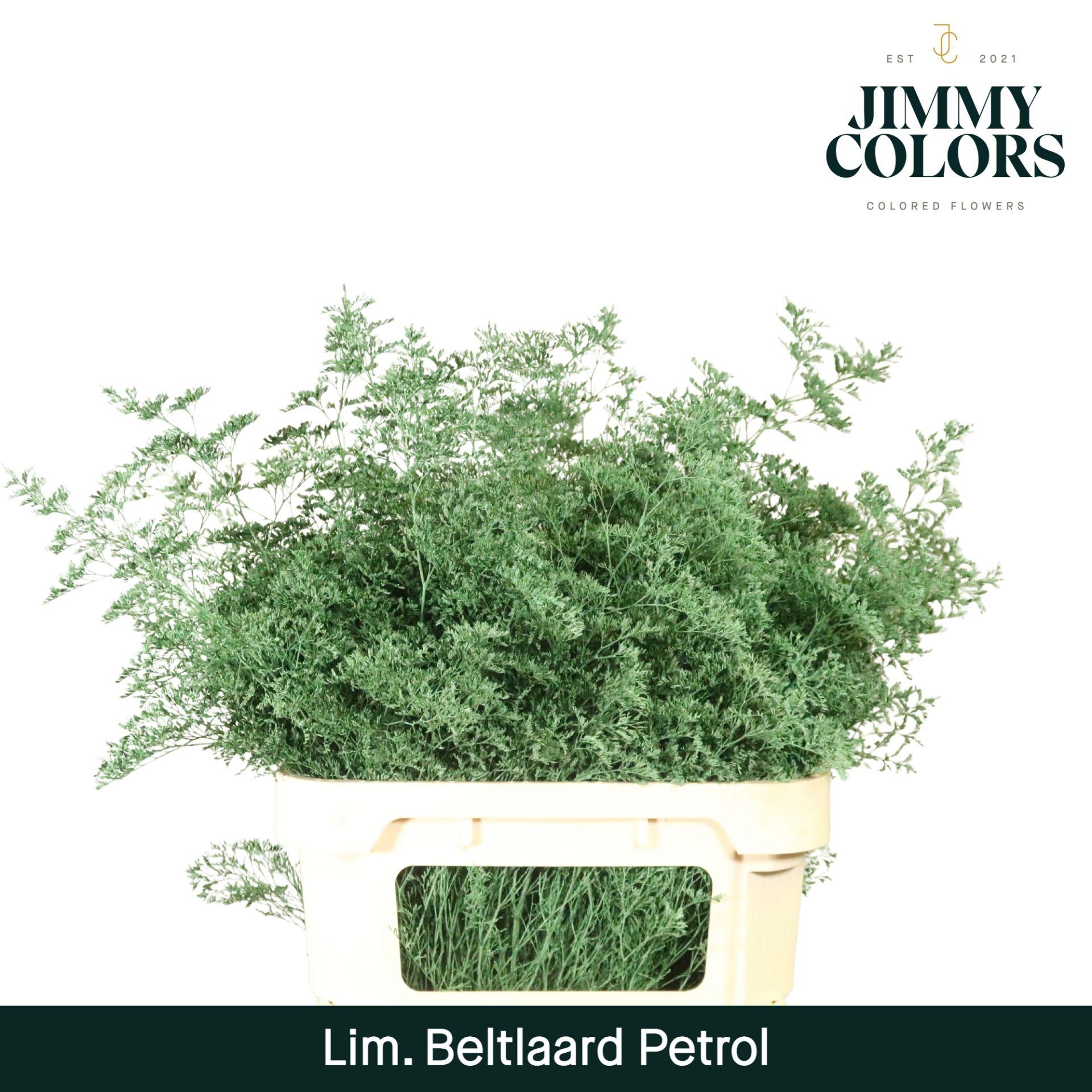 Срезанные цветы оптом Limonium beltlaard paint petrol от 25шт. из Голландии с доставкой по России