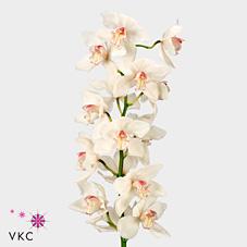 Срезанные цветы оптом Cymbidium white mrs sugar lee от 9шт из Голландии с доставкой по России