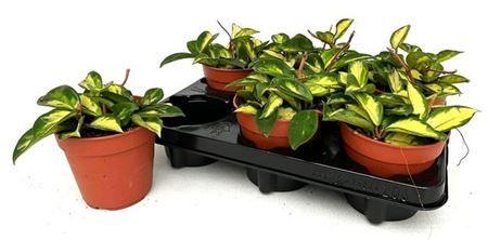 Горшечные цветы и растения оптом Hoya C Tricolor от 6шт из Голландии с доставкой по России