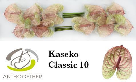 Срезанные цветы оптом Anthurium kaseko classic от 10шт из Голландии с доставкой по России
