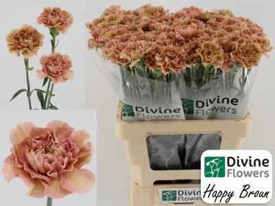 Срезанные цветы оптом Dianthus st happy broun от 80шт из Голландии с доставкой по России