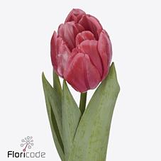 Срезанные цветы оптом Tulipa do pink foxtrot от 50шт из Голландии с доставкой по России