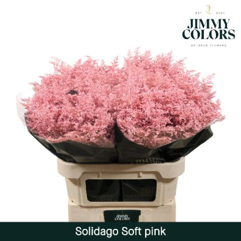 Срезанные цветы оптом Solidago paint pink light от 100шт. из Голландии с доставкой по России