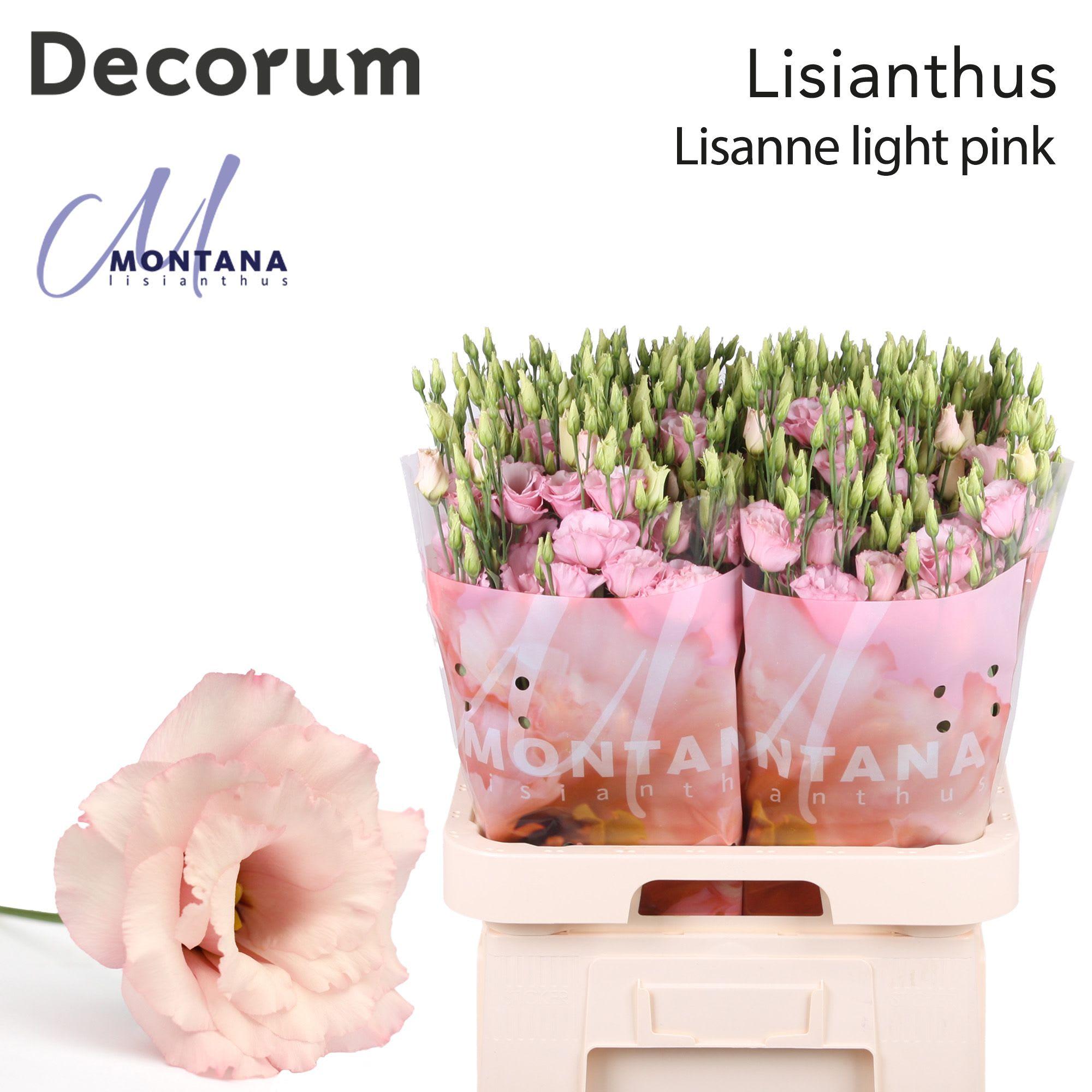 Срезанные цветы оптом Lisianthus do lisanne light pink от 50шт из Голландии с доставкой по России