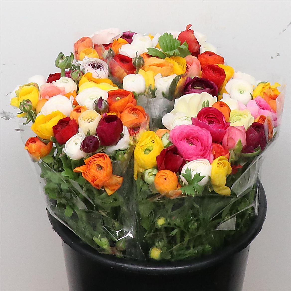 Срезанные цветы оптом Ranunculus rainbow (mixbunch) от 90шт из Голландии с доставкой по России Срезанные цветы оптом Ranunculus rainbow (mixbunch) от 90шт из Голландии с доставкой по России