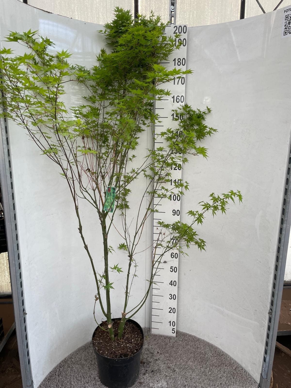 Горшечные цветы и растения оптом Acer Palmatum от 1шт из Голландии с доставкой по России