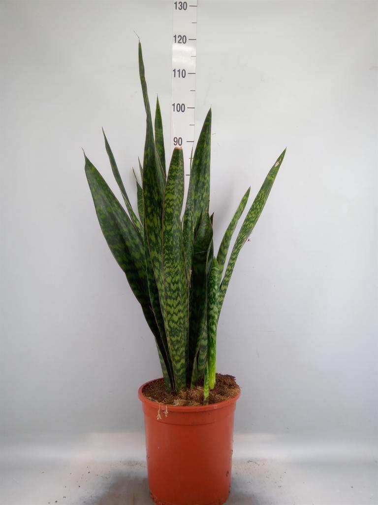 Горшечные цветы и растения оптом Sansevieria Trifa.   ... от 1шт из Голландии с доставкой по России