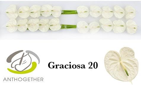 Срезанные цветы оптом Anthurium graciosa от 20шт из Голландии с доставкой по России
