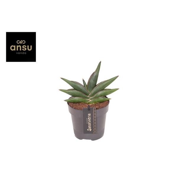 Горшечные цветы и растения оптом Sansevieria Almond Jade No. 4 от 10шт из Голландии с доставкой по России