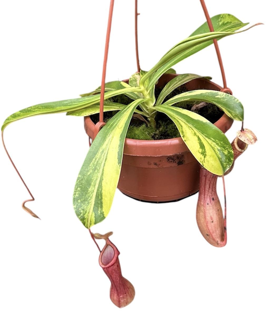 Горшечные цветы и растения оптом Nepenthes Alata Aurea от 1шт из Голландии с доставкой по России Горшечные цветы и растения оптом Nepenthes Alata Aurea от 1шт из Голландии с доставкой по России