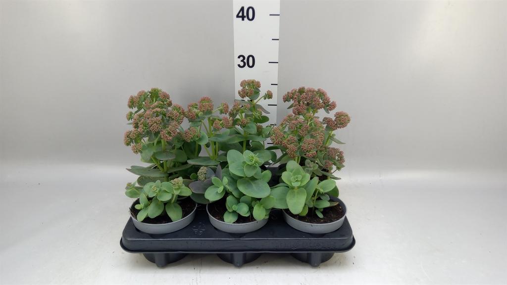 Горшечные цветы и растения оптом Sedum Telep. seduct Rose Charm от 6шт из Голландии с доставкой по России