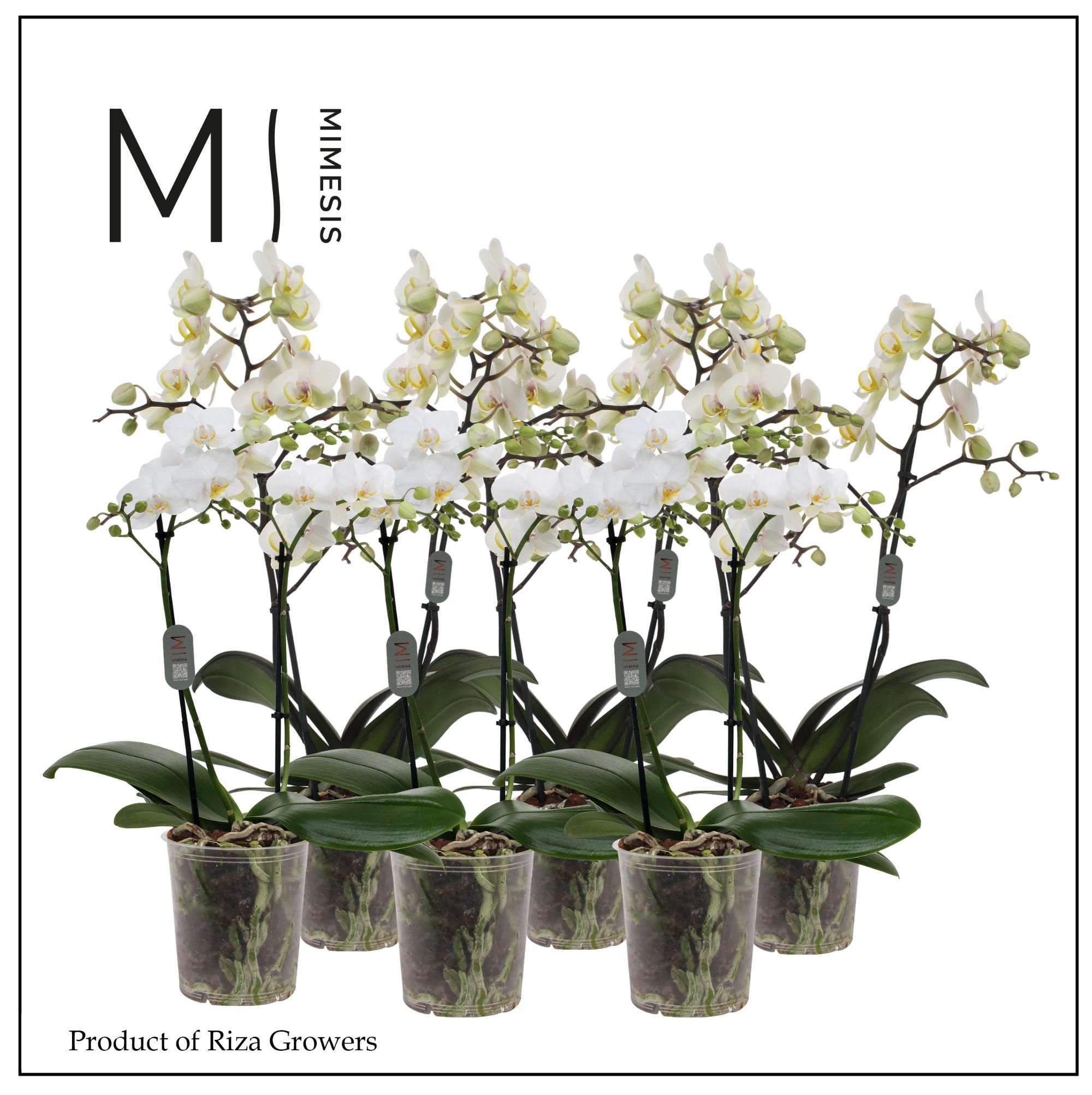 Горшечные цветы и растения оптом Phal 2st Multi White 22+(mimesis) от 10шт из Голландии с доставкой по России