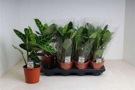 Горшечные цветы и растения оптом Calat Zebrina от 8шт из Голландии с доставкой по России