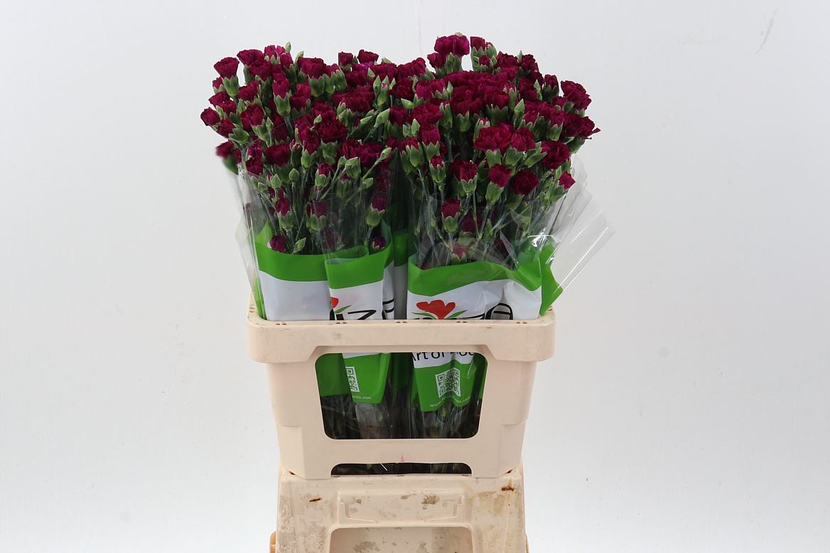 Срезанные цветы оптом Dianthus sp epsilon от 100шт из Голландии с доставкой по России