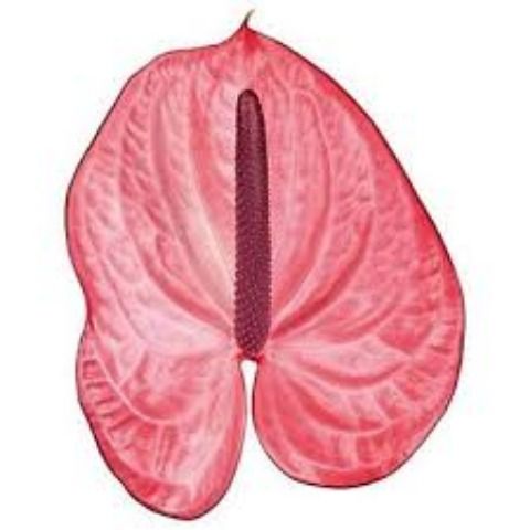 Срезанные цветы оптом Anthurium candy от 15шт из Голландии с доставкой по России