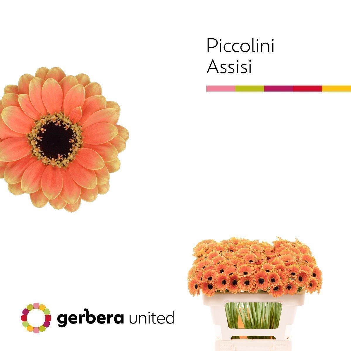 Срезанные цветы оптом Germini picollini assisi от 120шт из Голландии с доставкой по России