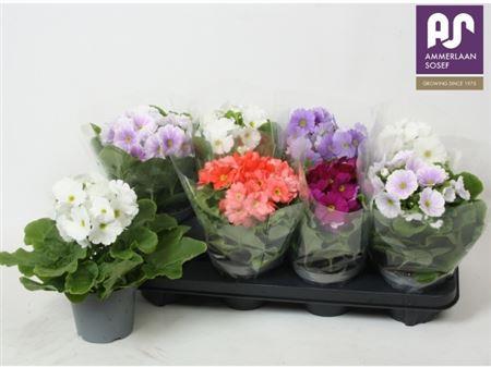 Горшечные цветы и растения оптом Prim Ob Tm Gem от 8шт из Голландии с доставкой по России