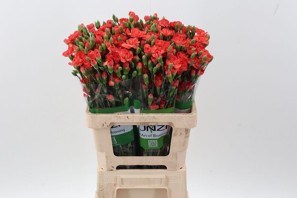Срезанные цветы оптом Dianthus sp valencia от 100шт из Голландии с доставкой по России