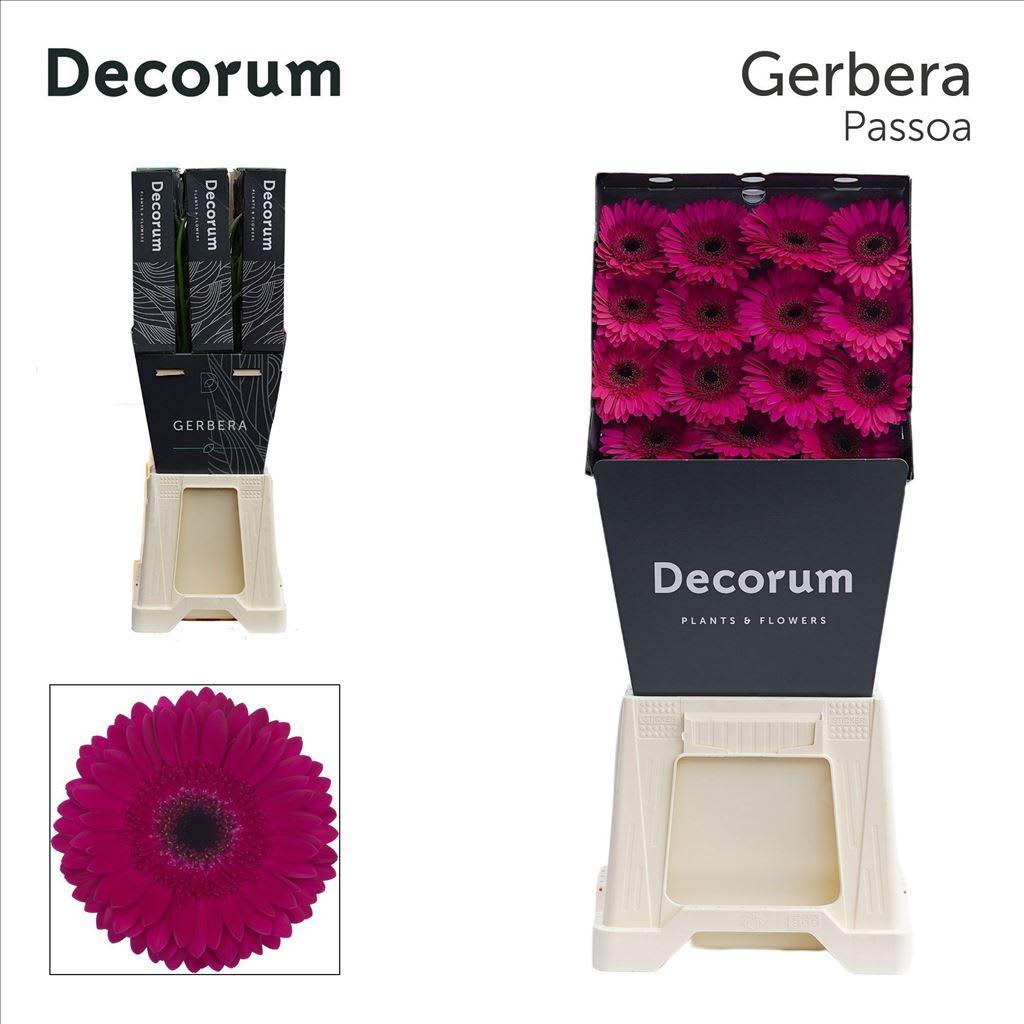 Срезанные цветы оптом Gerbera diamond passoa от 45шт из Голландии с доставкой по России