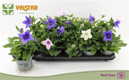 Горшечные цветы и растения оптом Platyco Gr Gem * Spring Deal * от 10шт из Голландии с доставкой по России