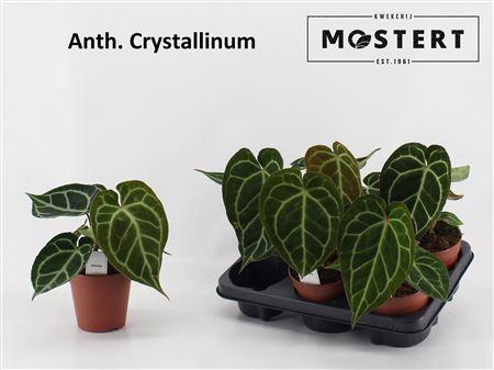 Горшечные цветы и растения оптом Anthurium Regale от 6шт из Голландии с доставкой по России