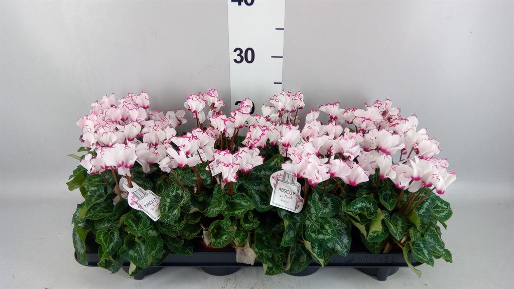 Горшечные цветы и растения оптом Cyclamen Kl absolu De Morel от 8шт (для телеги) из Голландии с доставкой по России