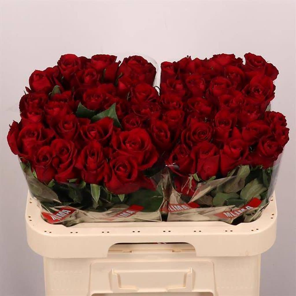 Срезанные цветы оптом Rosa large ever red от 50шт... из Голландии с доставкой по России