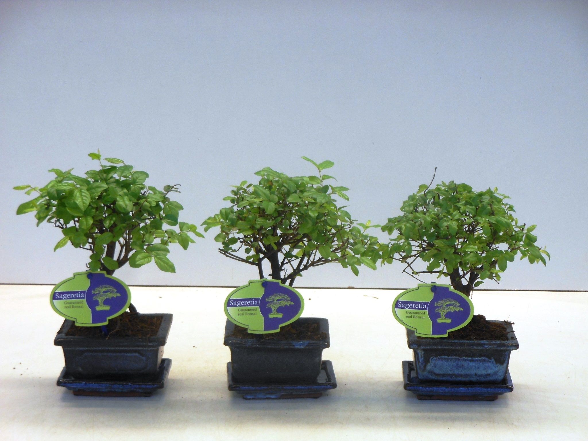 Горшечные цветы и растения оптом Bonsai Sageretia Theezans, 12cm., Broom, With Drip от 12шт из Голландии с доставкой по России