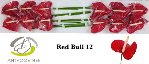 Срезанные цветы оптом Anthurium red bull от 12шт из Голландии с доставкой по России