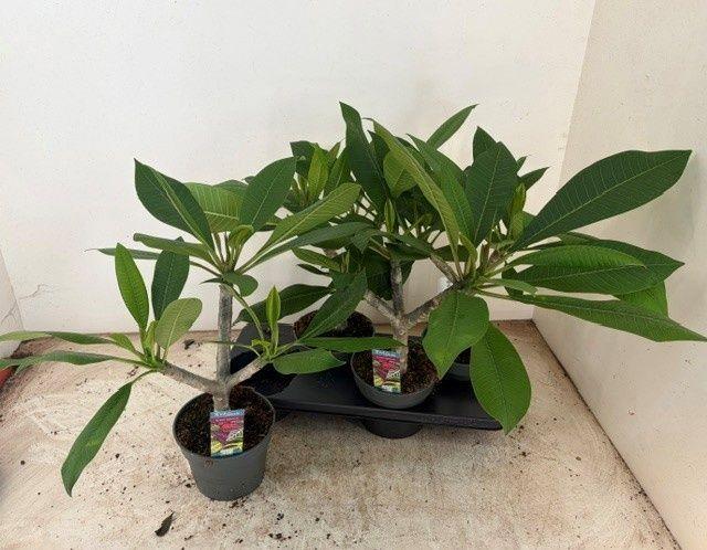Горшечные цветы и растения оптом Plumeria Haw Gem от 4шт из Голландии с доставкой по России