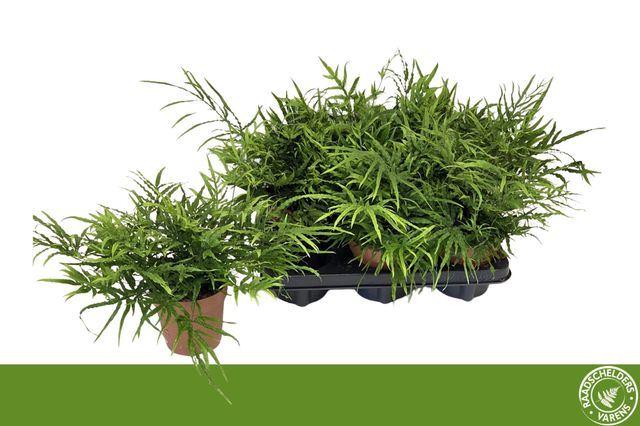 Горшечные цветы и растения оптом Pteris   ... от 6шт из Голландии с доставкой по России