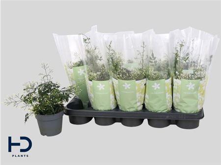 Горшечные цветы и растения оптом Jasm Polyanthum Wit 22+ от 10шт из Голландии с доставкой по России