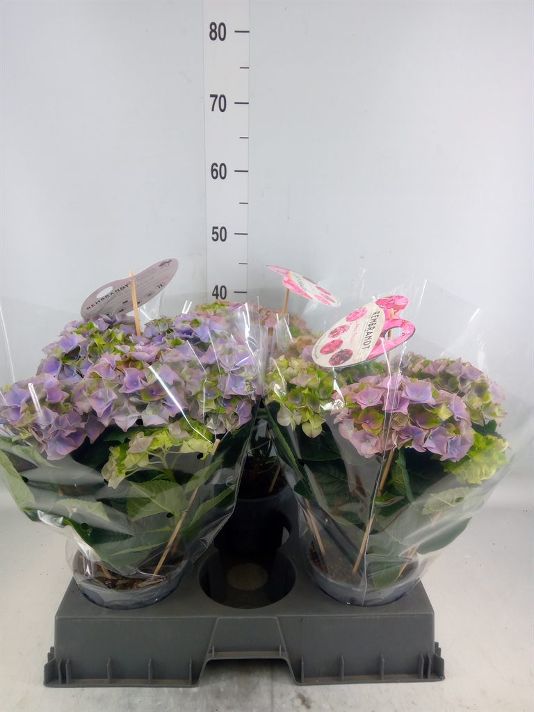 Горшечные цветы и растения оптом Hydrangea Mac.   ... от 3шт из Голландии с доставкой по России