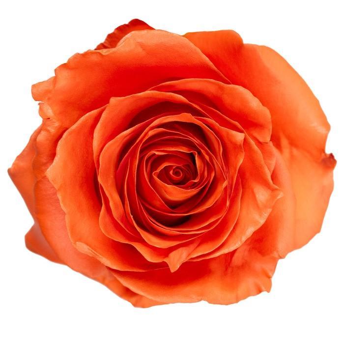 Срезанные цветы оптом Rosa ec paint orange от 100шт из Голландии с доставкой по России