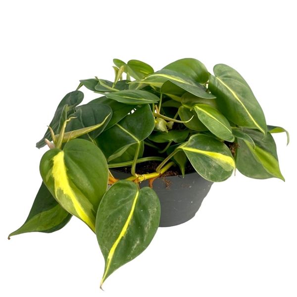 Горшечные цветы и растения оптом Philodendron Scandens Brasil от 6шт из Голландии с доставкой по России