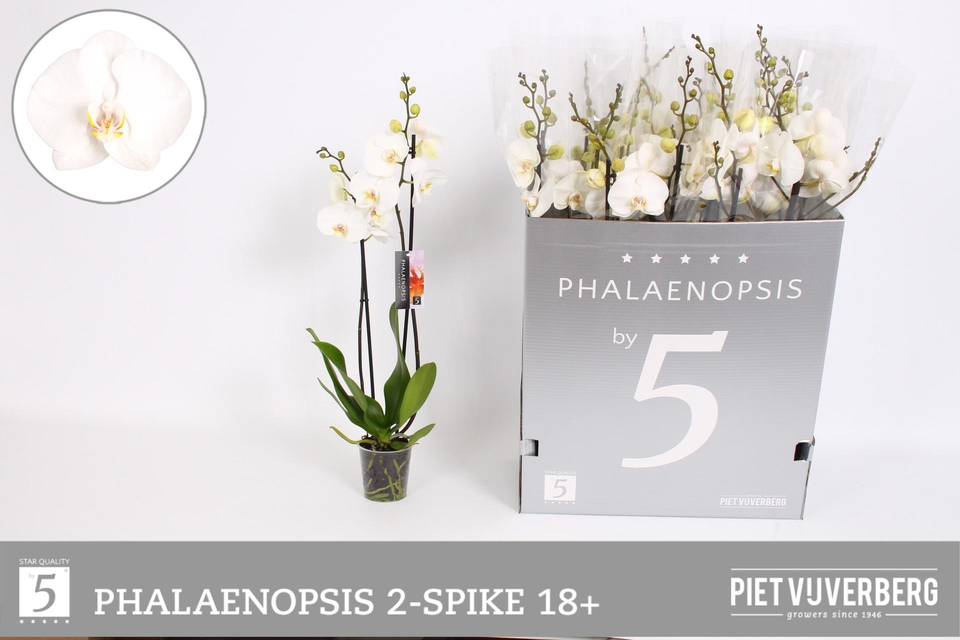 Горшечные цветы и растения оптом Phal Ov Wit от 12шт из Голландии с доставкой по России
