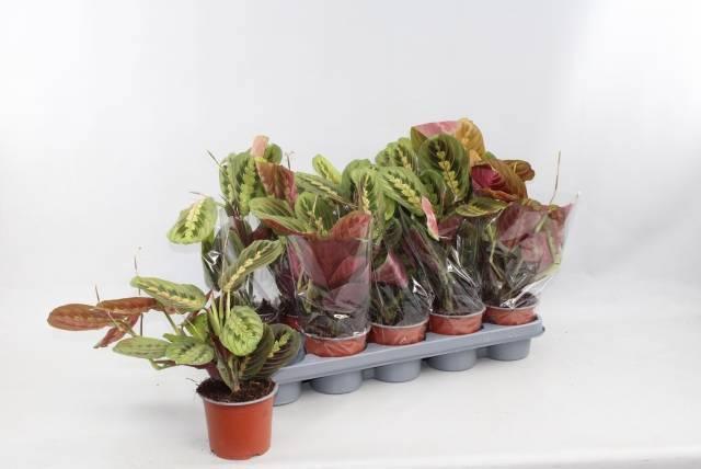 Горшечные цветы и растения оптом Maranta Fascinator от 10шт из Голландии с доставкой по России