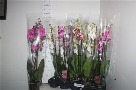 Горшечные цветы и растения оптом Phal Gem 1 Branche 10+ * Spring Deal * от 10шт из Голландии с доставкой по России