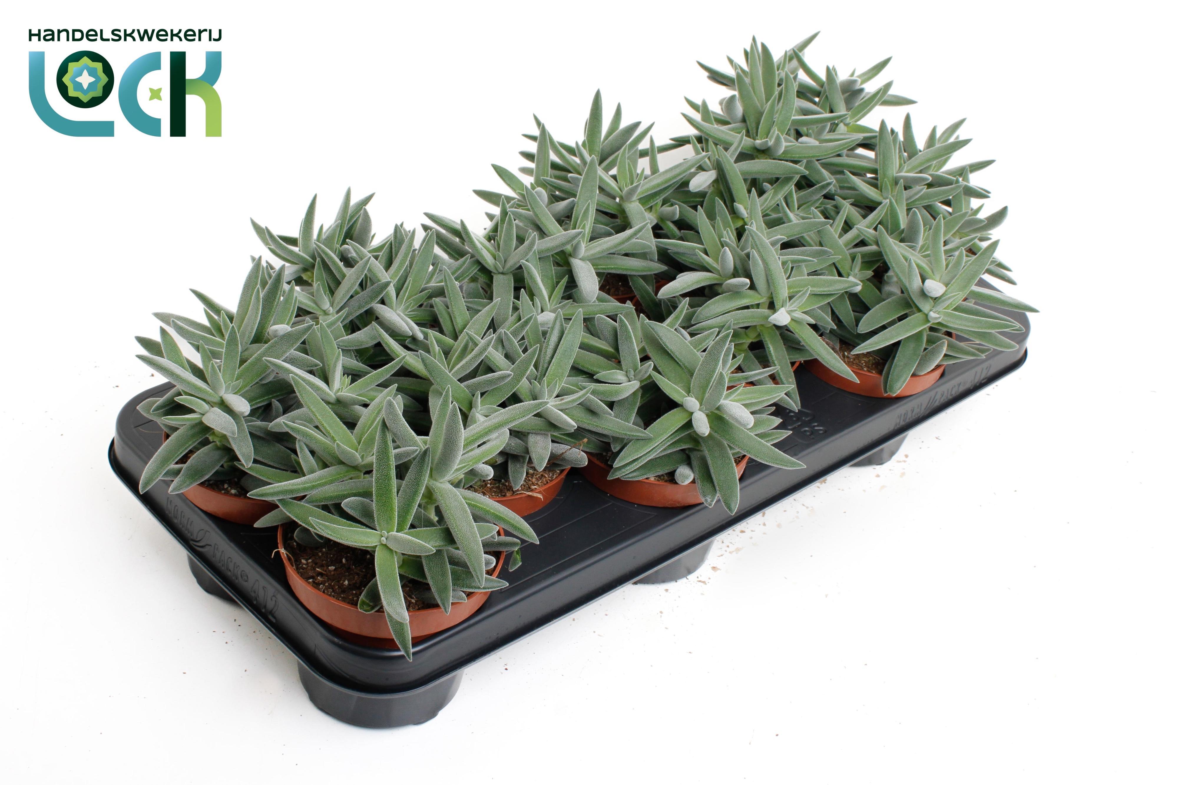 Горшечные цветы и растения оптом Crassula Silver от 12шт из Голландии с доставкой по России