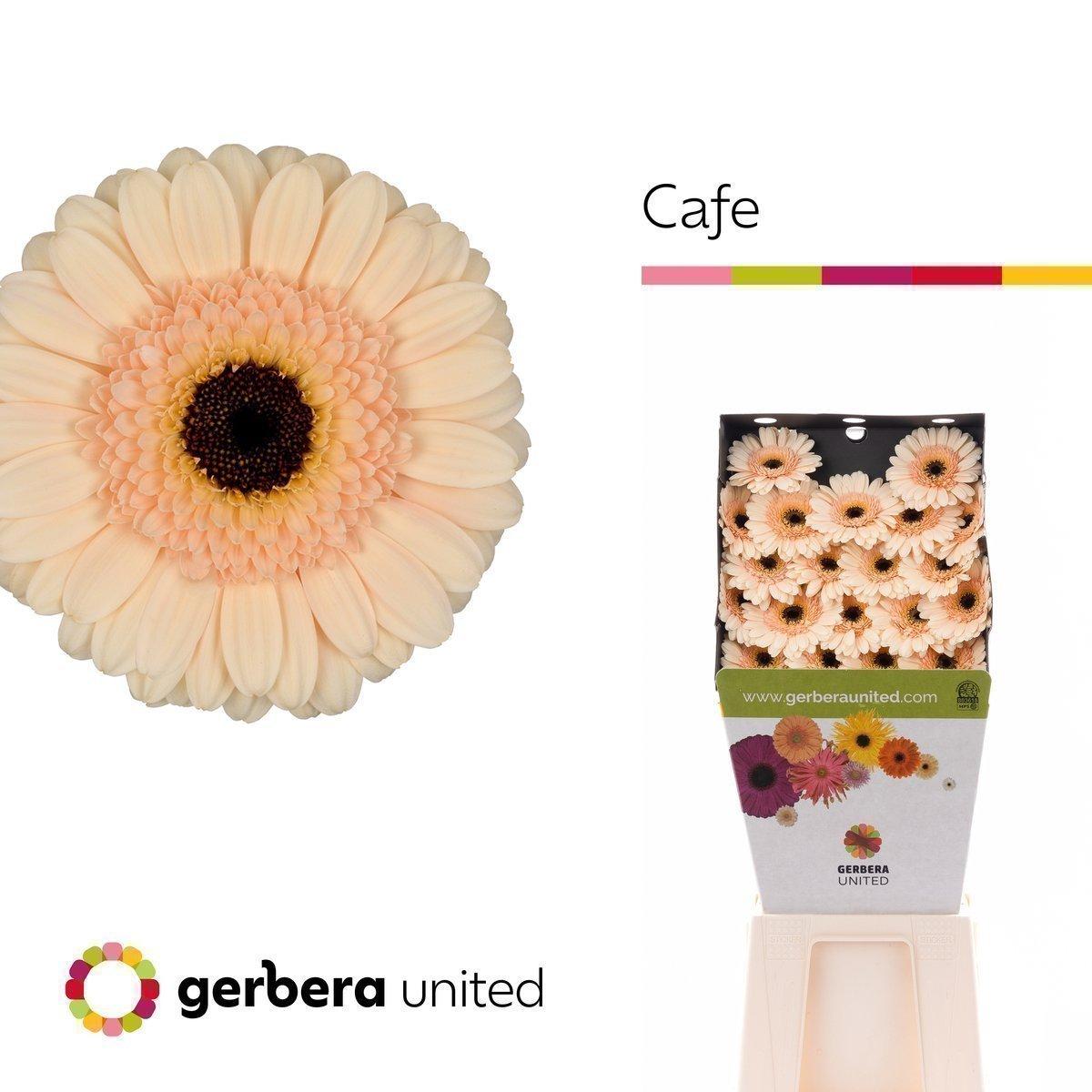 Срезанные цветы оптом Germini diamond cafe от 80шт из Голландии с доставкой по России