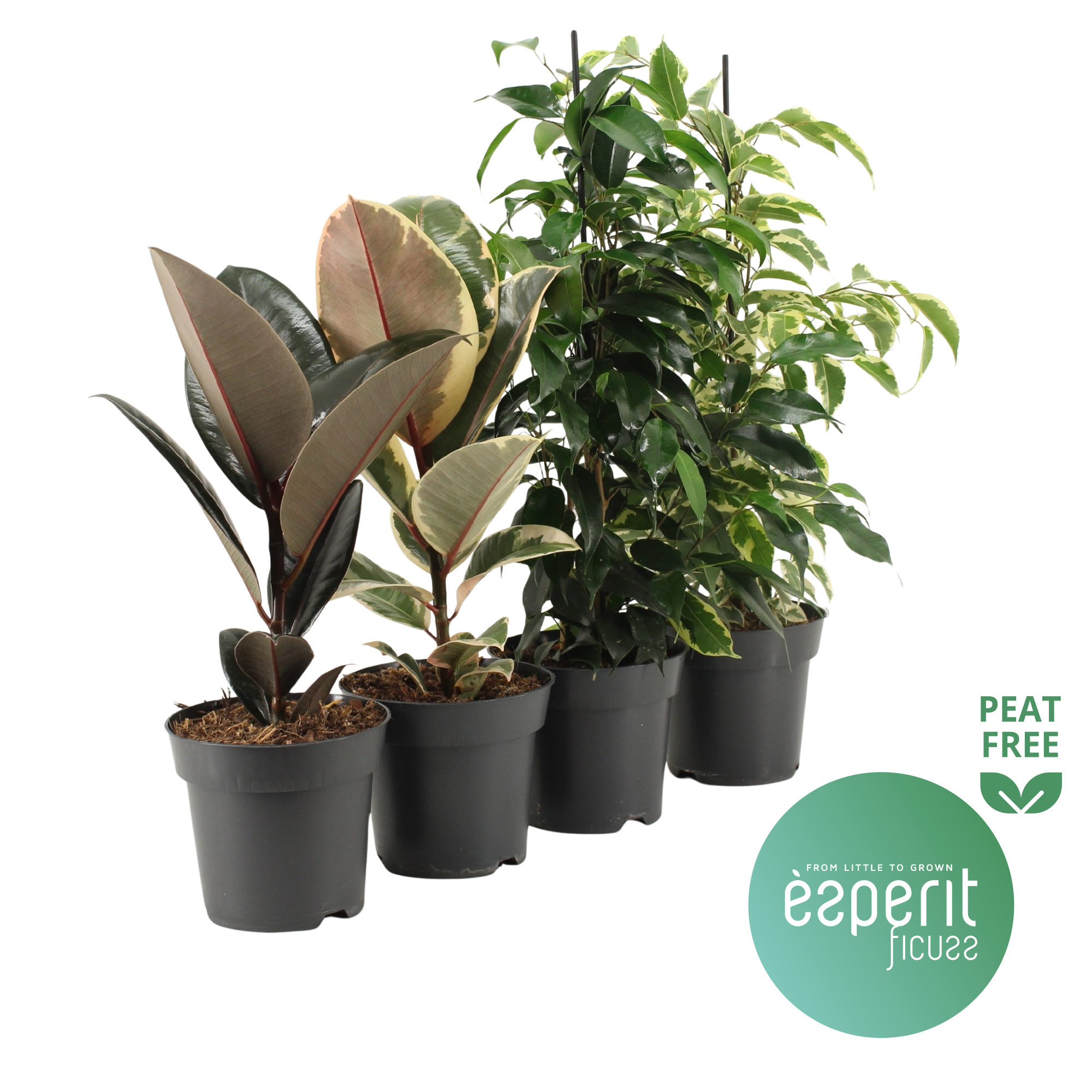 Горшечные цветы и растения оптом Ficus Mix 3-4 Srt от 8шт из Голландии с доставкой по России
