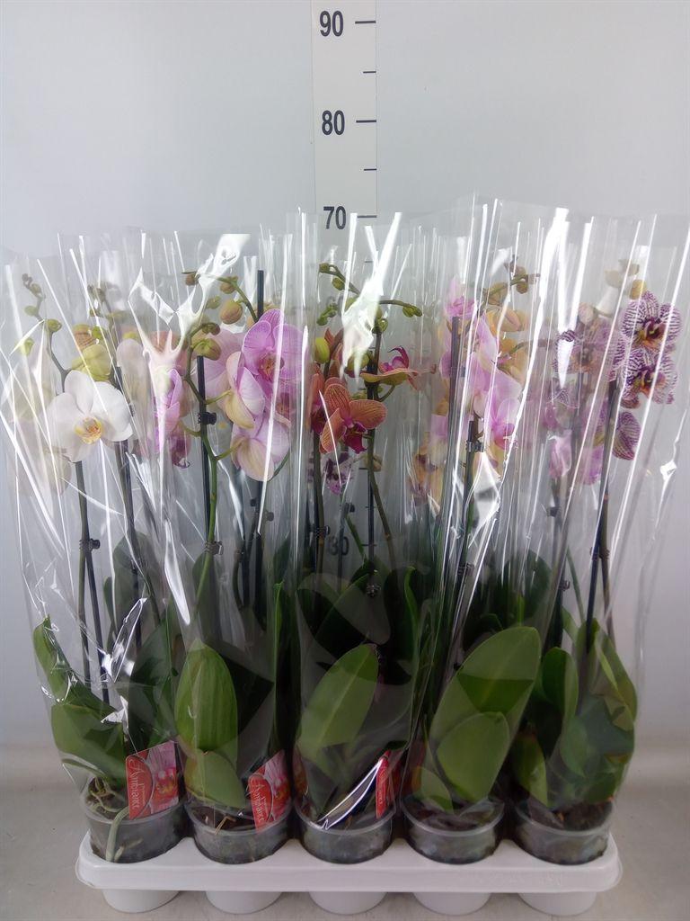 Горшечные цветы и растения оптом Phalaenopsis   ...mix от 10шт из Голландии с доставкой по России