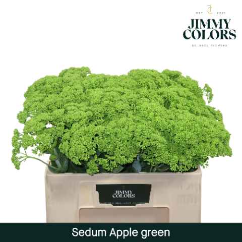 Срезанные цветы оптом Sedum paint applegreen от 25шт из Голландии с доставкой по России