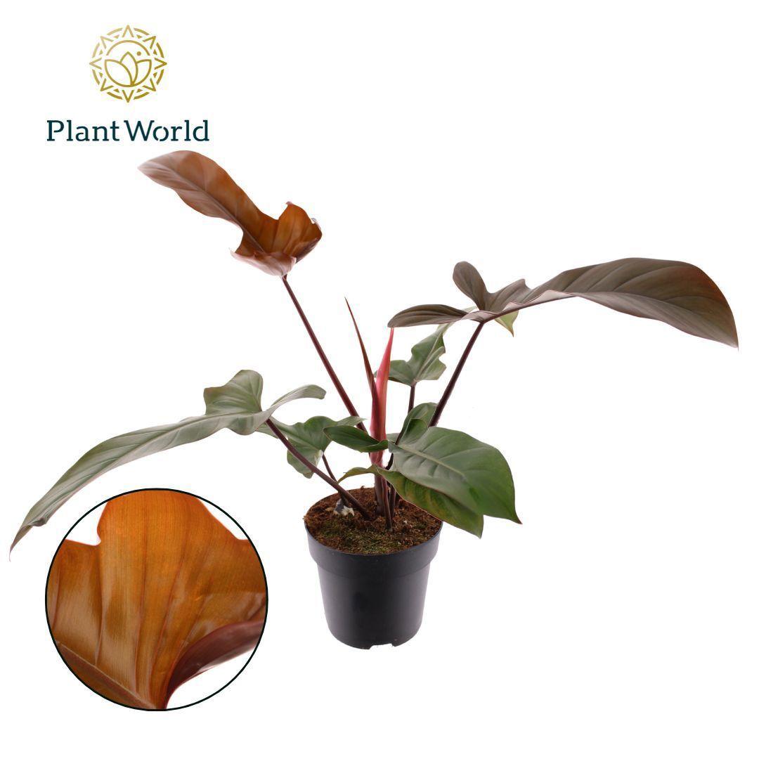 Горшечные цветы и растения оптом Philodendron Florida Bronze от 4шт из Голландии с доставкой по России