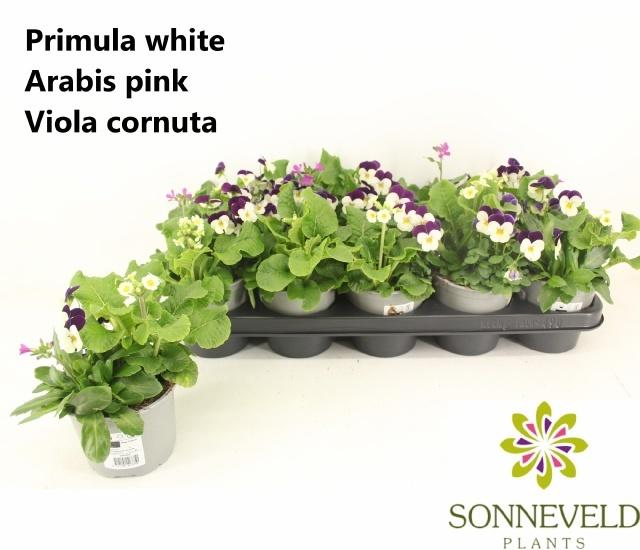 Горшечные цветы и растения оптом Perkpl Toef 3 Kl от 10шт из Голландии с доставкой по России Горшечные цветы и растения оптом Perkpl Toef 3 Kl от 10шт из Голландии с доставкой по России