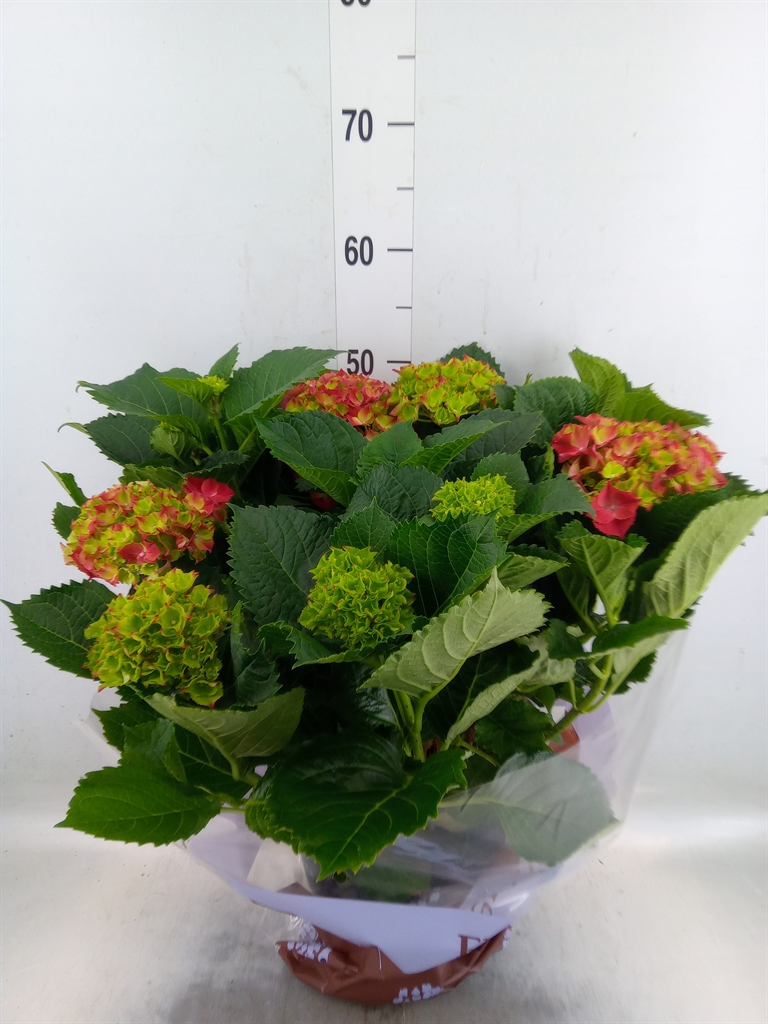 Горшечные цветы и растения оптом Hydrangea Ma Hi Fire 8+ от 1шт из Голландии с доставкой по России